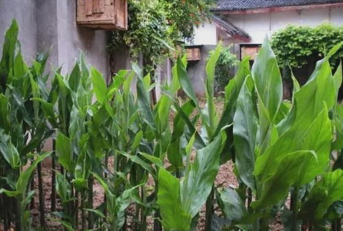 田間珍寶 地上酷似生姜、營養(yǎng)堪比人參的野生野菜